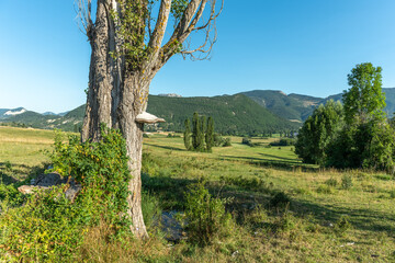 Mushroom on the trunk of a poplar tree in a natural landscape of Drôme Provençale.