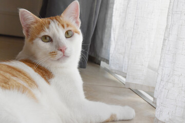Obraz premium Ginger and white cat sitting on the floor beside the patio door at home. Happy tabby cat relaxing in a house. Copy space is on the right side. 