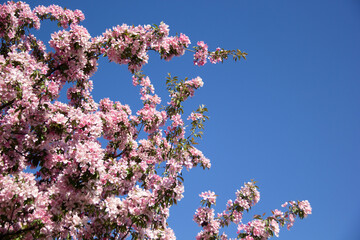 pink cherry blossom in spring