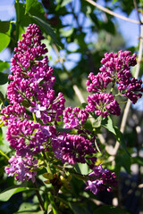 lilac flowers