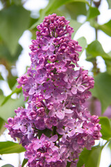 lilac flowers