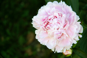 pink peony flower