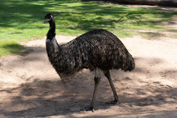 ostrich in the zoo