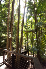 wooden bridge in the forest