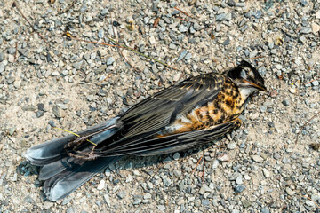 Dead bird lying on the ground
