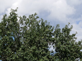 Large green apples hang on a branch among the foliage on a sunny summer day. A crop of vitamin-containing fruits grown without the use of fertilizers.