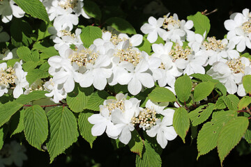 Early season Japanese snowball bush white flowers