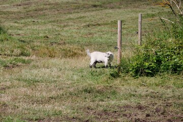 Obraz premium Ziegenjunges auf der Wiese