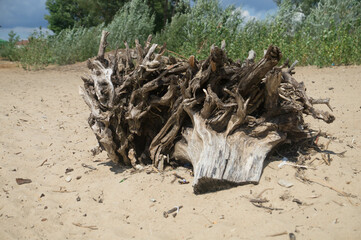 A dry tree stump with roots lies on the sand