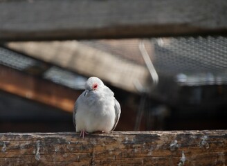Vogel im Käfig