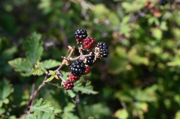 Wild Blackberries growing on bush in nature. Natural and  organic blackberries in mountain.