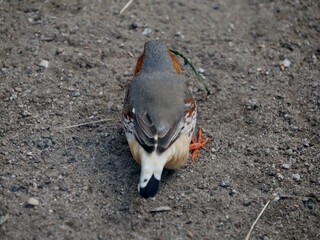 Grauer Vogel am Boden von hinten
