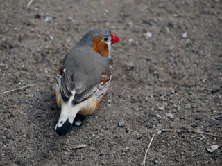 Voegl mit rotem Schnabel auf Erdboden