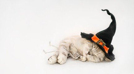 Sleeping cat in the witch hat with toy skeleton on the gray background.