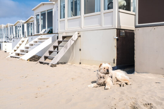 Beach houses on the beach of Wijk aan Zee, Noord-Holland Province, The Netherlands