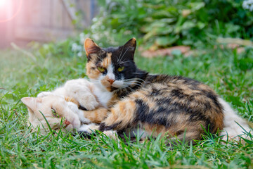 Cats mom and daughter are lying hugging