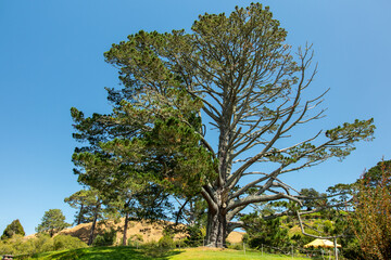 Fototapeta premium Tree on field 