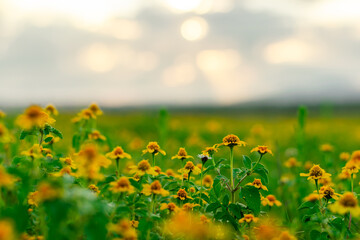 Enfoque selectivo de flores amarillas en un campo