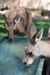 kangaroo in the zoo