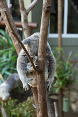 koala in tree