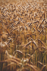 Golden grain or wheat farmland background during summer sunset back light with details on kernels and straws, Austria