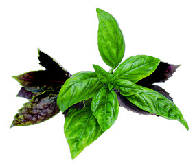 Green and purple basil leaf isolate on white background. Ocimum basilicum 