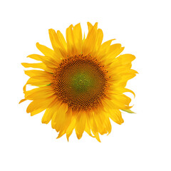 Isolated sunflower white background, design detail.