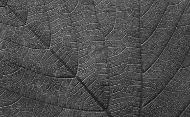 Black and white grape vine leaf texture background