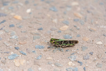 grasshopper on a blue background