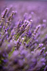 Obraz premium detail of the lavender flower