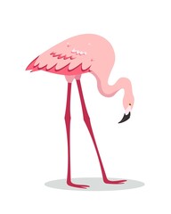 Pink flamingo bird standing bowed head or searching of food.