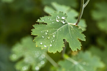 Green plant leaf with water drops and morning dew after watering or rain
