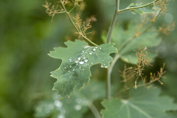Green plant leaf with water drops and morning dew after watering or rain
