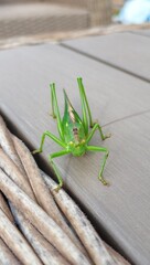 gros plan sur une grosse sauterelle verte