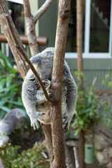 koala in tree