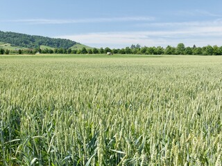 a wheat field in Germany near the hills