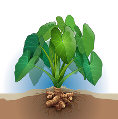 Vector illustration of Taro tuber plant.