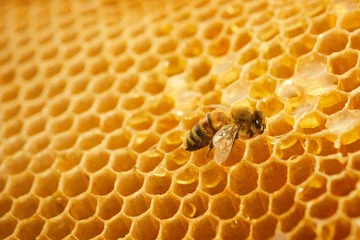 Fotobehang Macro photo of a bee on a honeycomb. National honey bee day. September honey month. © vetre