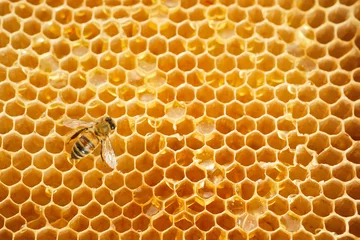Fotobehang Macrofoto van een bij op een honingraat. Nationale honingbij dag. September honing maand. © vetre