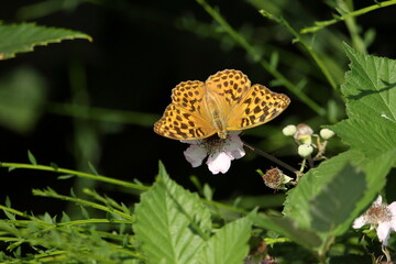 A Silver washed fritillary