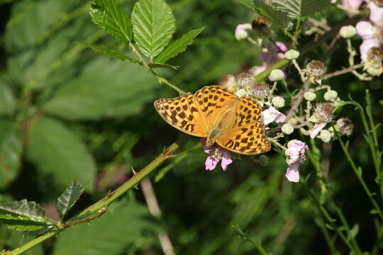 A Silver washed fritillary