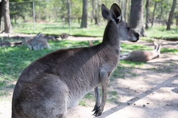 kangaroo