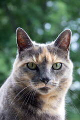 Obraz premium portrait of a colored cat