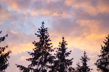 Spruces on a sky background at sunset on a summer day