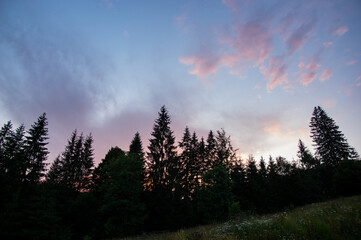 Fototapeta na wymiar Spruces on a sky background at sunset on a summer day