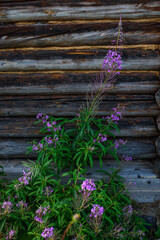 Fireweed near the wall of the old building.