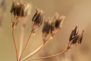Fototapeta na wymiar plant seeds on an umbrella dry inflorescence