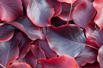 fallen bright burgundy and red leaves of a tree, background