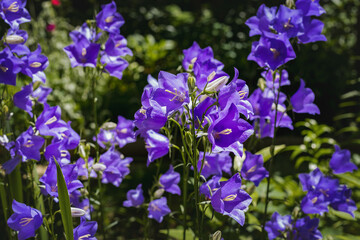Bluebell flowers outdoors on a sunny day. Beautiful blue bluebells bloomed in the summer garden.