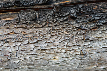 Wood background with faded color and cracked texture.